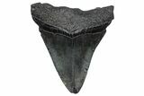 Juvenile Megalodon Tooth - South Carolina #362474-1